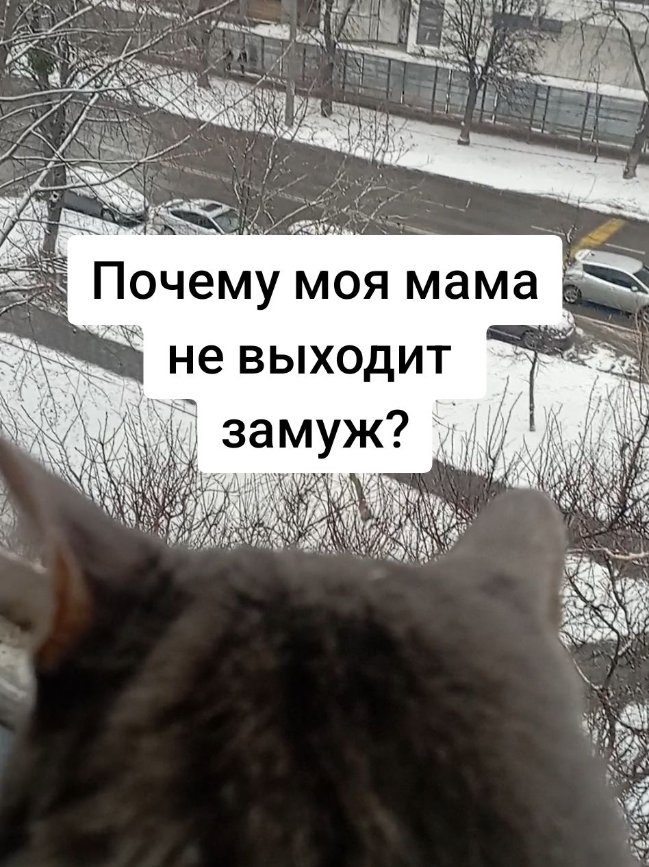 А знаете, почему моя мама не хочет замуж? #кошка #юмор #начинающийтиктокер #мамавтиктоке 