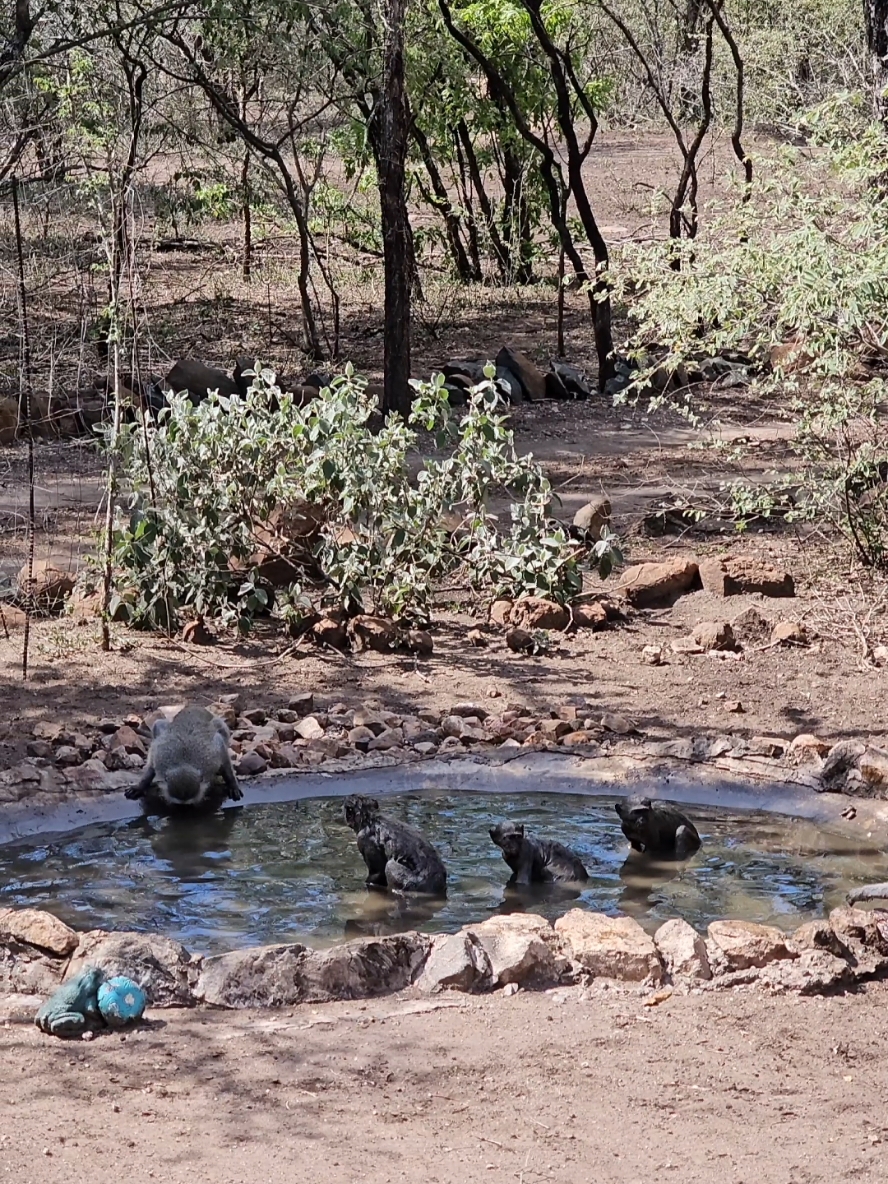 HAVE YOU EVER SEEN VERVET MONKEYS SWIMMING?  These monkeys taking a full on swim in our waterhole. lets be honest they look ridiculous when they are wet 🤣🤣 #nature #wild #bushlife #marlothpark #reels_tiktok #trending #trendingreel #swim #monkey #monkeysoftiktok #funnyanimalvideos #funnyanimals #funnyvideos #fyp #onlyinafrica #wildanimals #animalsoftiktok #funnyreels #viralvideos #wildanimalsoftiktok