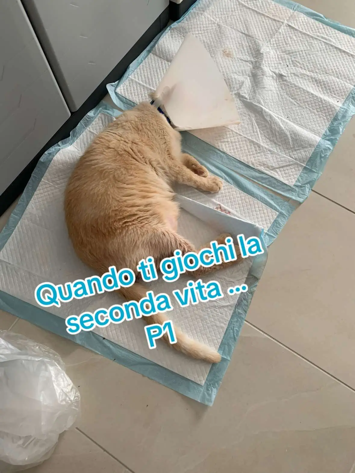 #charleythecat #gattomalato #problemi #gattimalati #gattochestamale #gattigatti #gattosofferente #sofferenza # 