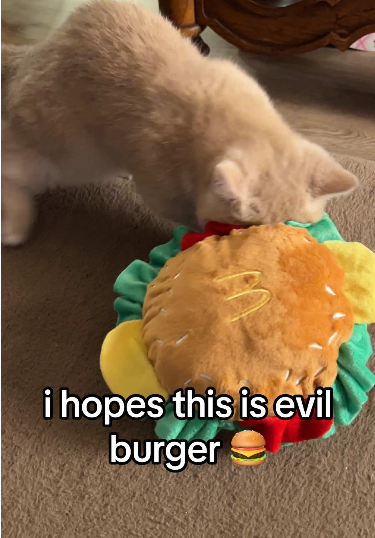 doobert did not like the new hat #fyppppppppppppppppppppppp #kitten #catsoftiktok #burger #fypシ゚viral 