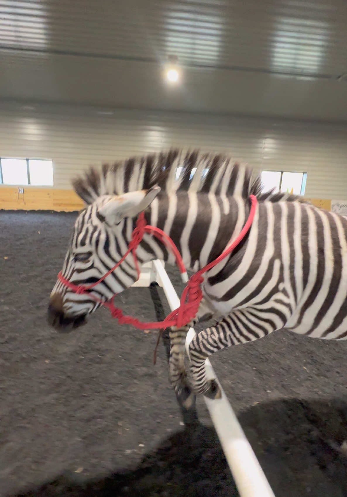 Working on some new moves lol. Would anyone be interested if I started doing “tutorial” videos with my red horse on how I teach tricks like the lay down, sit, bow, etc? #espanasilkgroomingproducts #teamespanasilk #libertyhorse #libertyhorses #libertyhorsetraining #zebra #grantszebra 