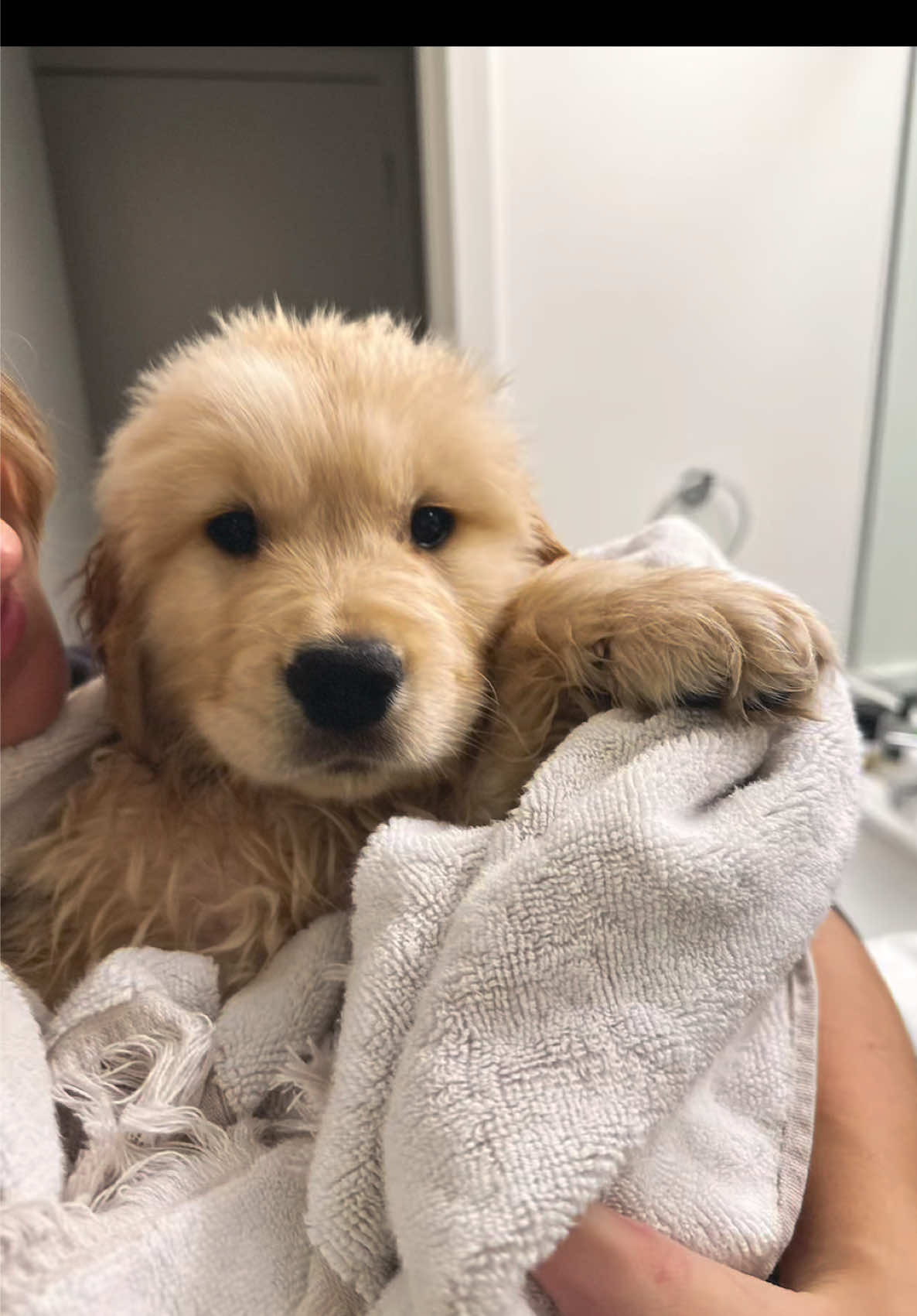 bathtime baby 🫧🐶🛁 #golden #goldenretrieverlife #goldenretrievers #goldenpuppy #goldenretrieversofinstagram #goldenretrieverpuppy #goldenretrieverpuppies #puppy #golden #dogsoftiktok #goldensoftik #goldensoftiktok #dogsofchicago #instagram #cutepuppy #chicago #chicagogoldens #puppies #puppiesoftiktok #cutie #puppylove #puppygram #floof #tank #capcut