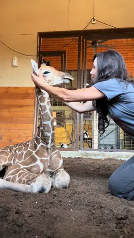 Boop boop boop…. aannnddd da boop boop boop ❤️🦒❤️  After a rough start, round the clock care, a dedicated team of vets, countless sleepless nights and a tireless determination to make sure this baby would make it, we are very pleased to announce that this beautiful girl is ready to go to her forever home. @🦒Wildlife Vet Services🦏  #wandasweezoo #baby #giraffe #babygiraffe #sweet #adorable #kidsoftiktok #family #children #loveanimals #animallover #cuteanimals #babyanimals #rescue 
