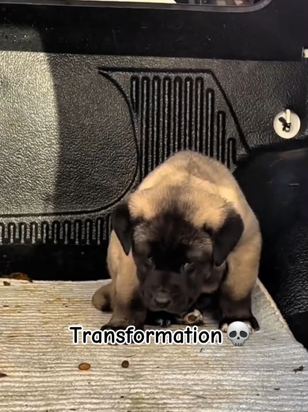 Transportation dogs, edit dog@Hanna😶 #рекомендации #собака #dog #edit #kangal #alabai #ambully #canecorso #blowup #viral #goviral #fyp #popular 