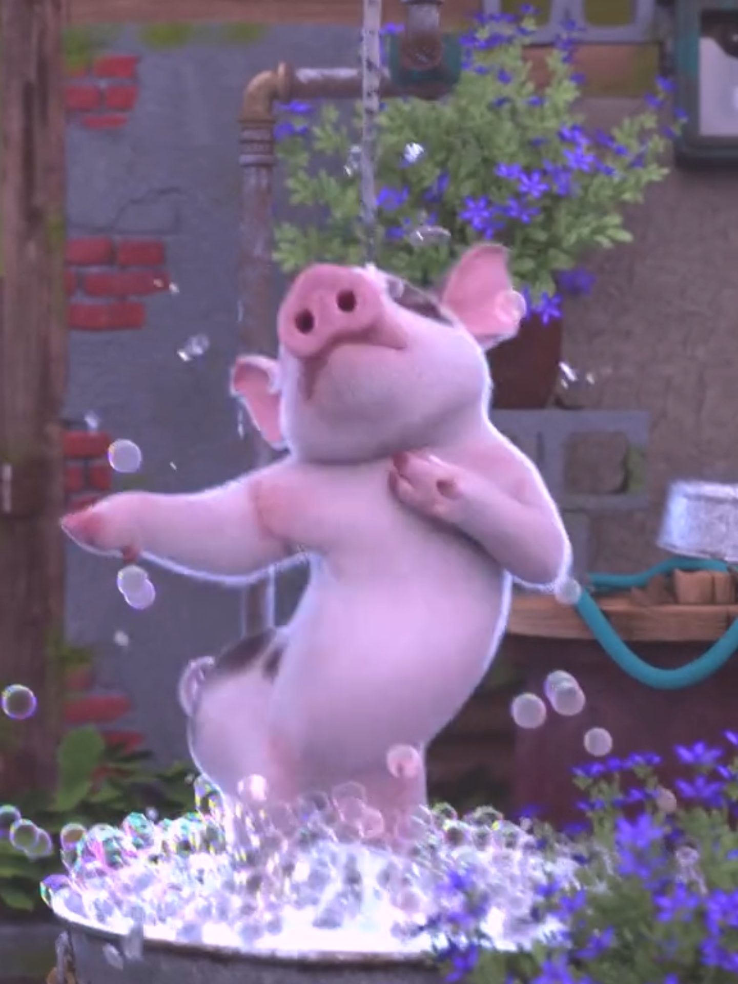 Dancing pig while taking a bath. #pig #humor #animal #pigsoftiktok #piggy #pets #funnypig #pigs