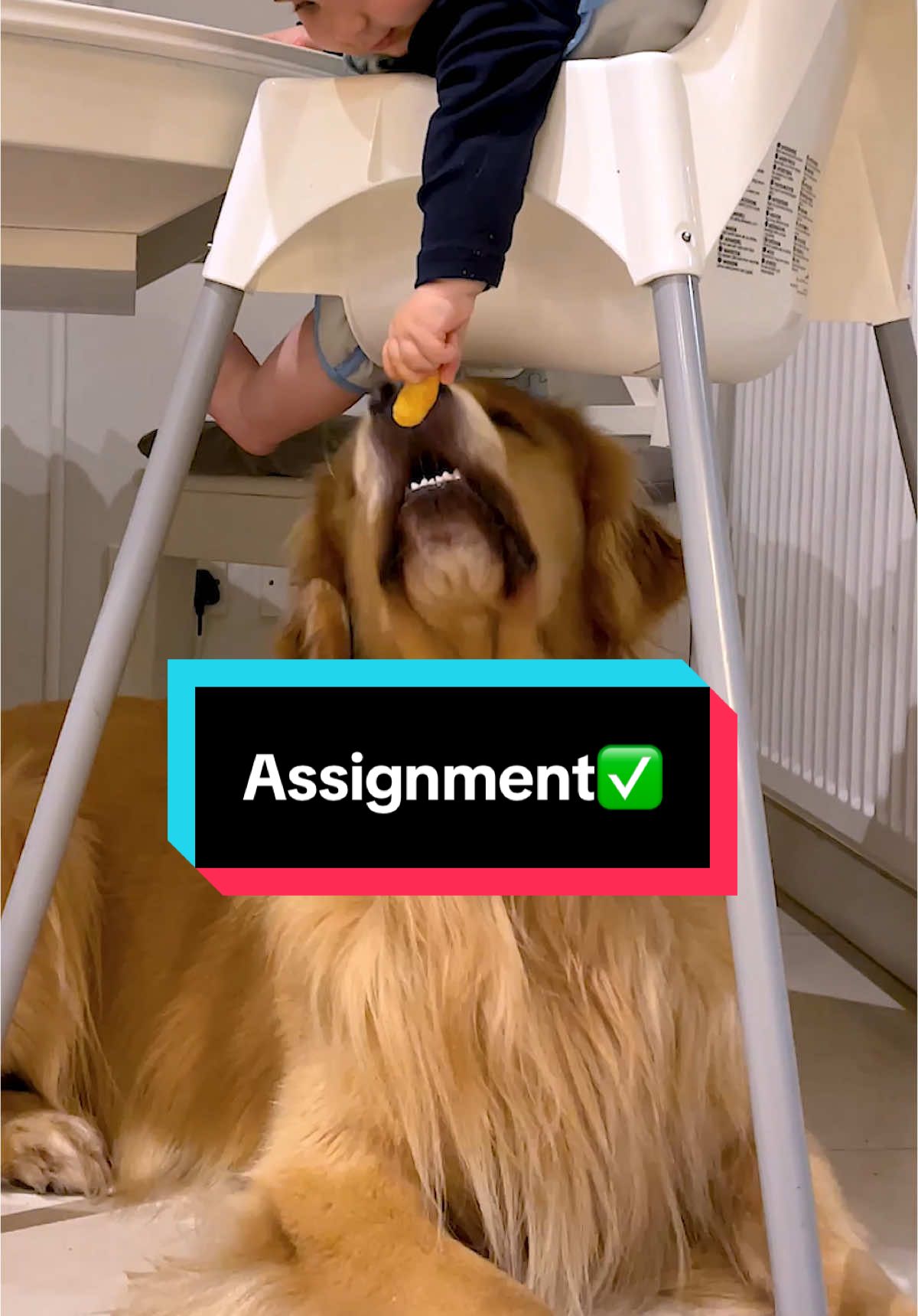 Tiny-gary understood the assignment👏😍 #goldenretriever #mansbestfriend #BestFriends 