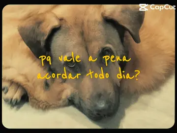 #CapCut #dog #cachorro #furao #pet #caramelo #vida #melhores #amor