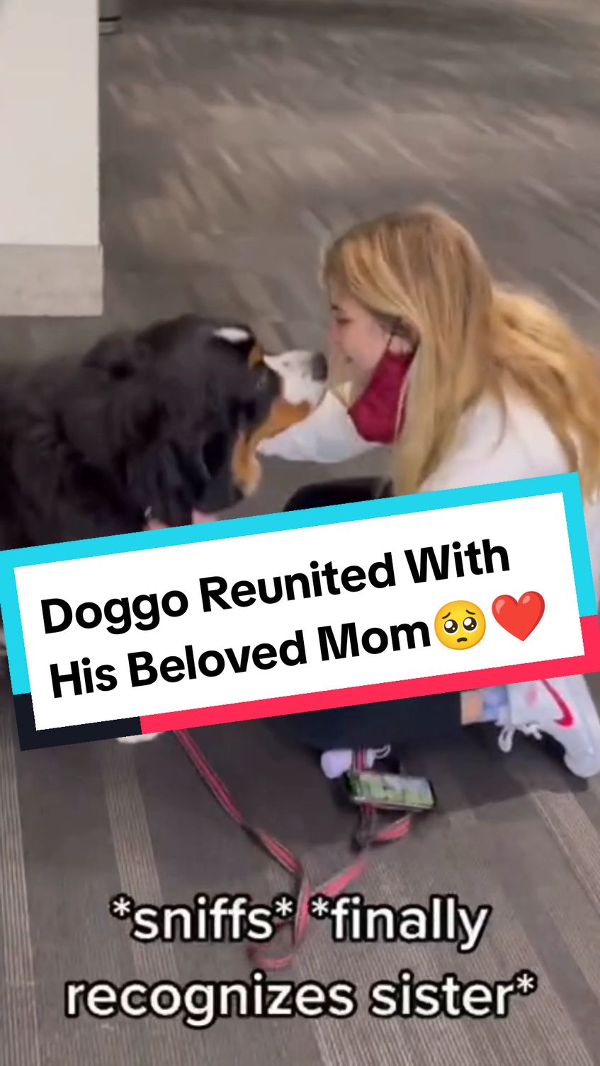 Most Emotional Dogs Reunions With Their Beloved Owners That Will Melt Your Heart 🥺❤️ #dog #dogsoftiktok #dogs #doglover #doggo #dogtok #puppy #puppytiktok #puppydog #puppytok #owner #reunion #reunited #Love #adorable #hearttouching #heartwarming #wholesome #emotional #crying #priceless #reaction #moments #fyp #foryoupage #fypシ 