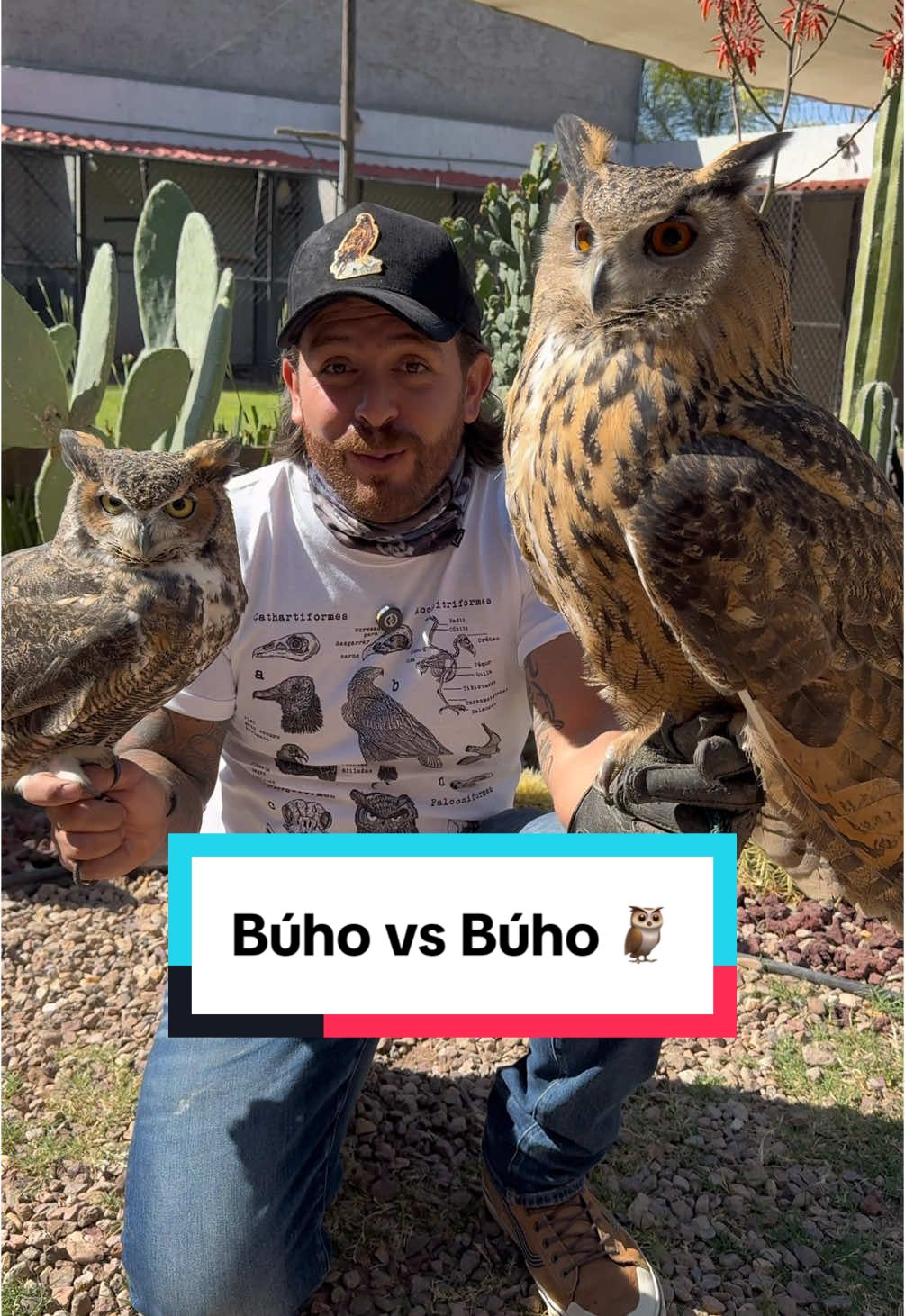 Búho vs Búho 🦉 #AprendeEnTikTok #bubobubo #bubovirginianus #buhoreal #buhocornudo 