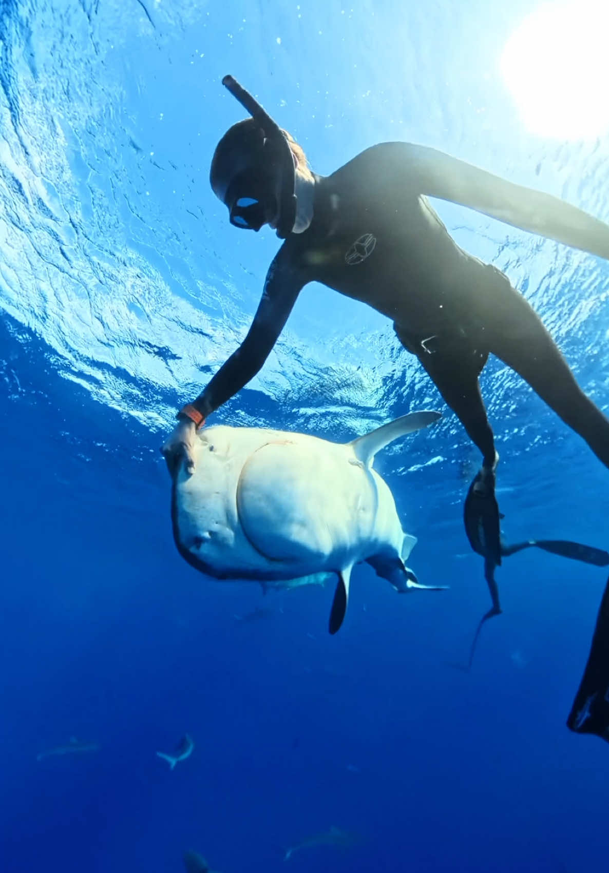 I love when the sharks begin to roll themselves when being redirected.  In this case, I love the view of her white marshmallow belly! When a shark or pretty much any animal aims its belly toward you, it could be a sign of trust as its one of the most vulnerable parts of their bodies. Ive known this shark named Gador for almost 9 years & watched her grow over the years. Id like to think she recognizes me too but thats not something i can say for certain. 🤍🦈 #savesharks #sharkdiving #sharkdiver #tigershark #ocean #hawaii 