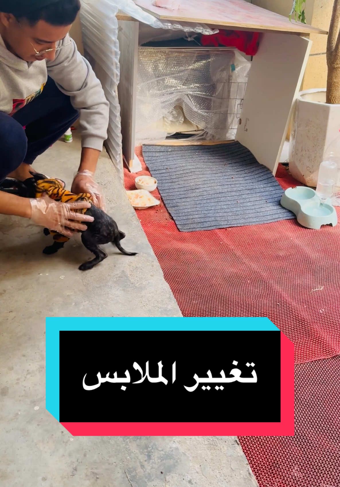 هل اشتقتم لهم فيدوهات الكلاب  Video dog  #المغرب🇲🇦تونس🇹🇳الجزائر🇩🇿 #سوريا #الجزائر #المغرب #مغربي_في_الصين #trendvideo #videodog 