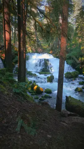 Moving through the trees to reveal a beautiful little waterfall nestled in the heart of the forest—a peaceful escape into nature’s embrace 😍 #nature #Outdoors #cinematic #calm #godisgood 