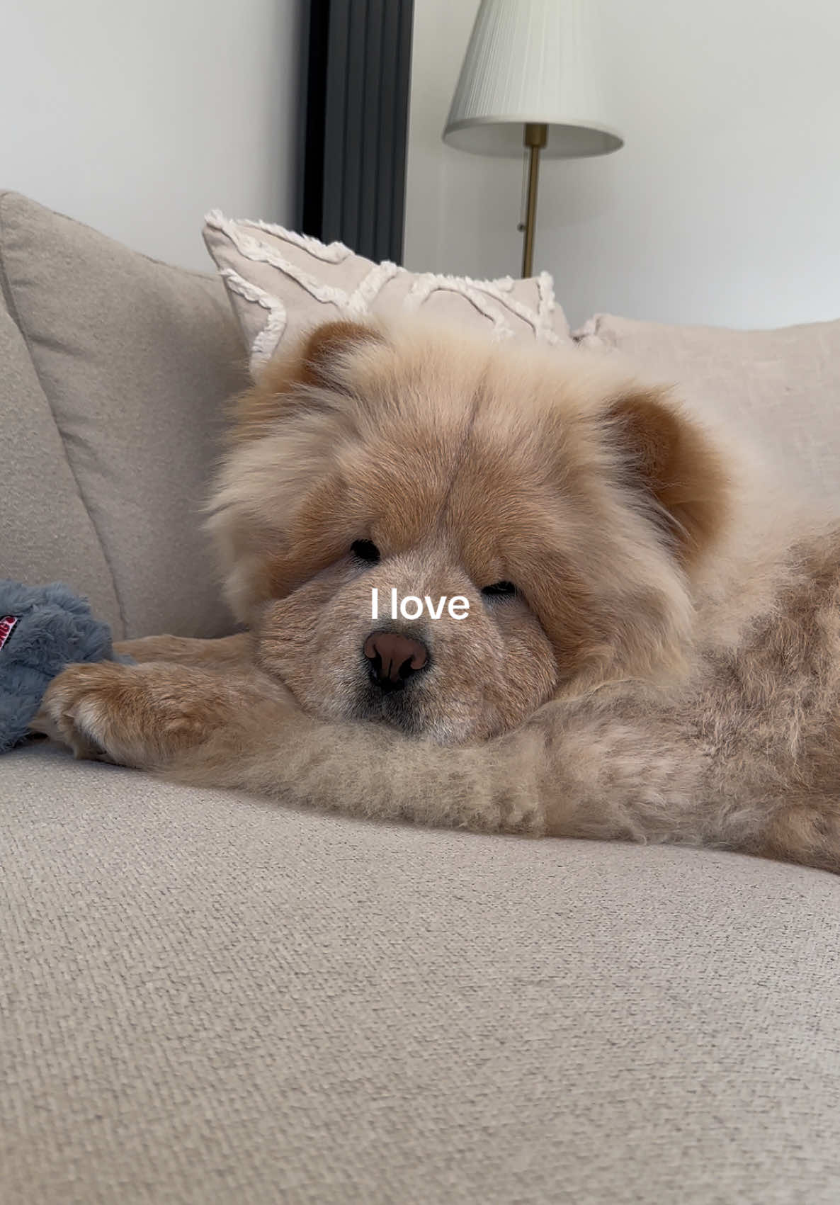 ✨A chow chow’s love can cure anything ❤️‍🩹🧸💝 #chowchowpuppy #lovemydog #fyp #pupsoftiktok #dog #dogsoftiktok #dogfyp #puppy #viral 