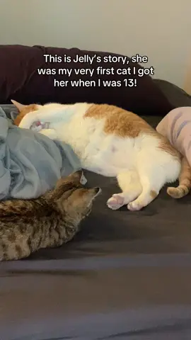 im sorry jelly im sorry jelly im so sorry jelly you deserved so much more im so sorry im so glad youre back with us for christmas 🥺💔 #jiggysmalls #dwarfcat #fypシ #catsoftiktok 