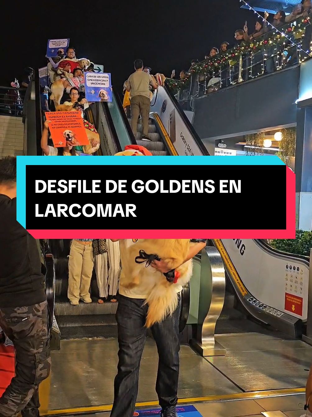 ¡DESFILE DE GOLDENS EN LARCOMAR! GRACIAS @BABY GOLDEN PERÚ por crear recuerdos inolvidables con mi bebé ❤️ #larcomar #desfile #goldenretriever #lima #munimiraflores #babygolden #mascota #perro #cachorro #chuquifloo #fyp #desfilemascotas #peru🇵🇪 