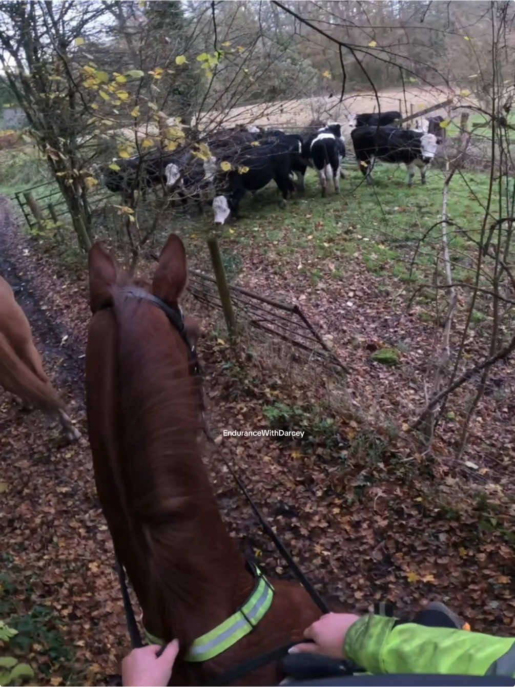 Hello Mr Caaaowwsss! 😂 #horse #horseriding #horsesoftiktok #equestrian #gopro #cow #cows 