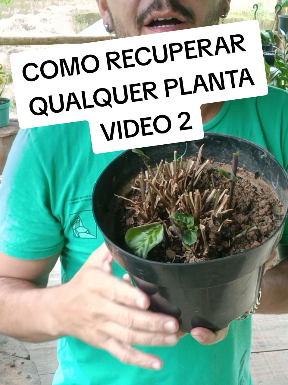 Como recuperar qualquer planta que está sem brotação nova e com as folhas murcha e seca , vem para o passo a passo vídeo 1 tratamento de raízes #planta #plantas #jardinagem #jardim 