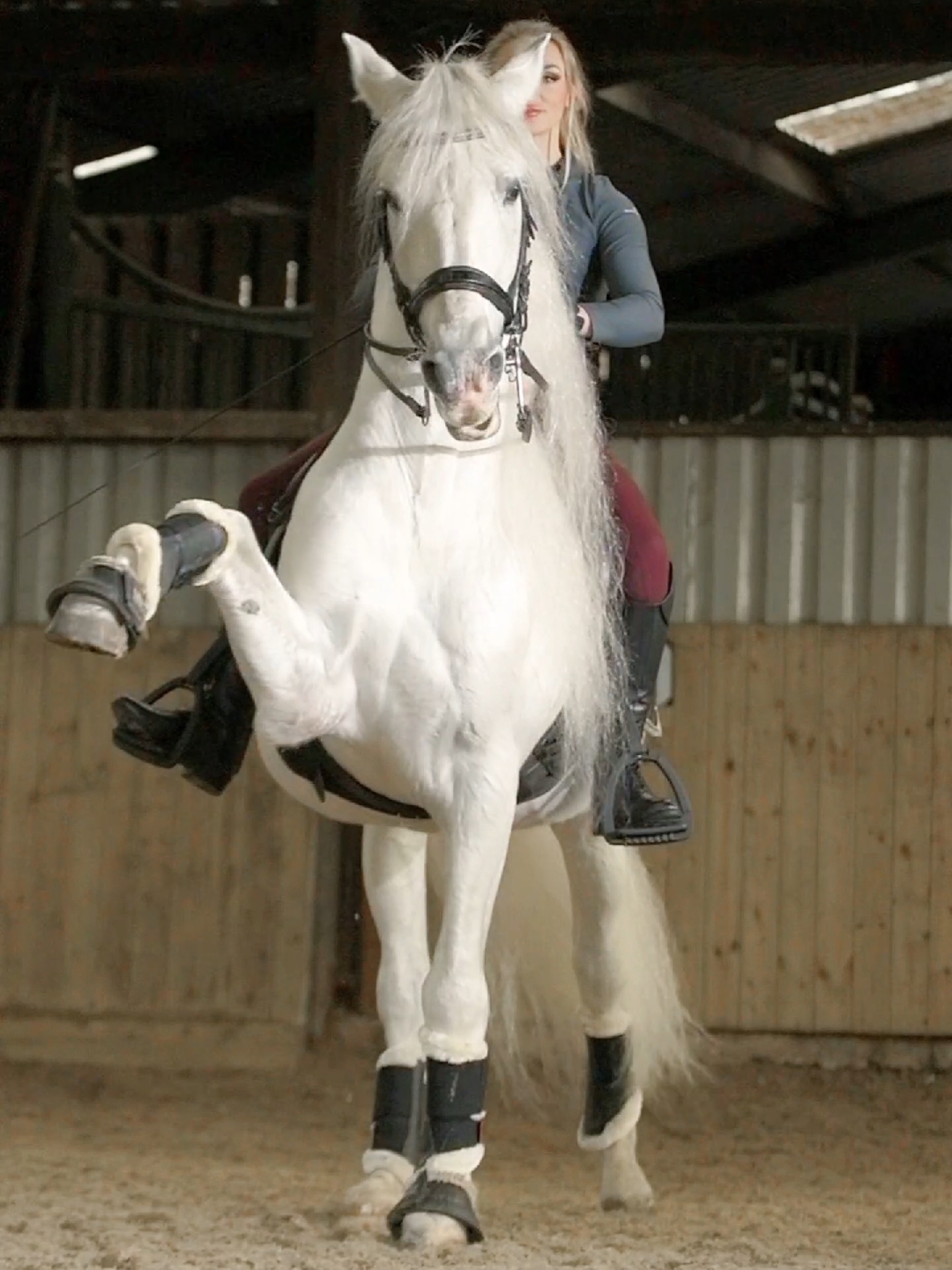 if Unicorns were real, they would be Duque from @Pen-llyn Lusitanos-J 🦄✨ #horse #horses #equestrian #equine #beautifulhorse #andalusian #horseriding 