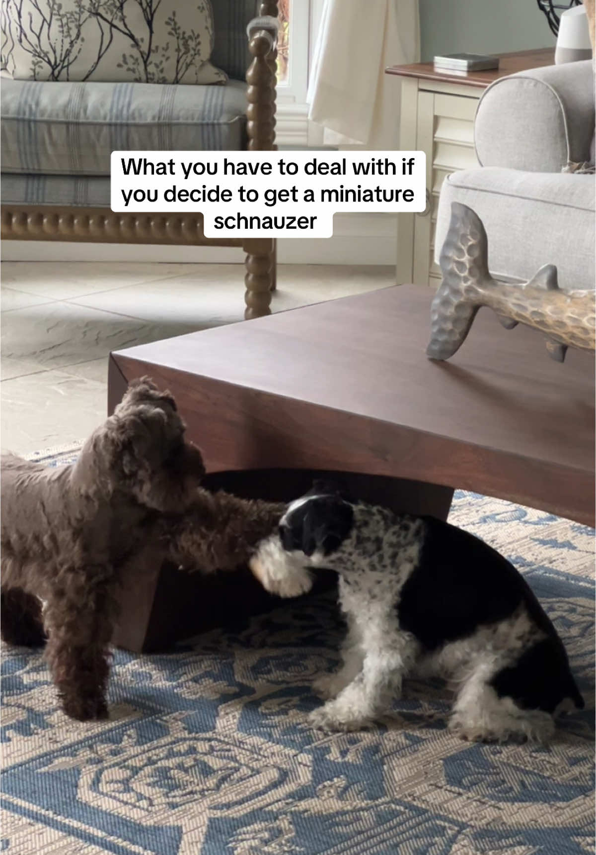 Mini schnauzers are troublemakers  #minischnauzer #minischnauzersoftiktok #fy #schnauzer #schnauzersoftiktok #dogsoftiktok #foryoupage #doglovers #schnauzermini #funnydogs 