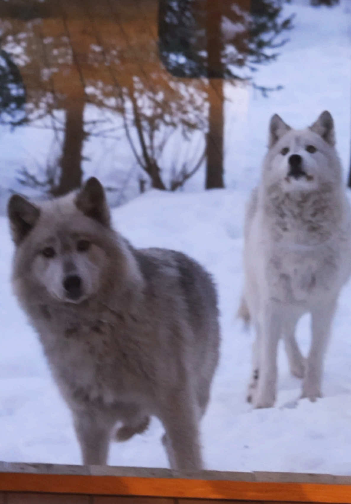 I would spend my whole day watching these #wolves #wolfpack #wolf 