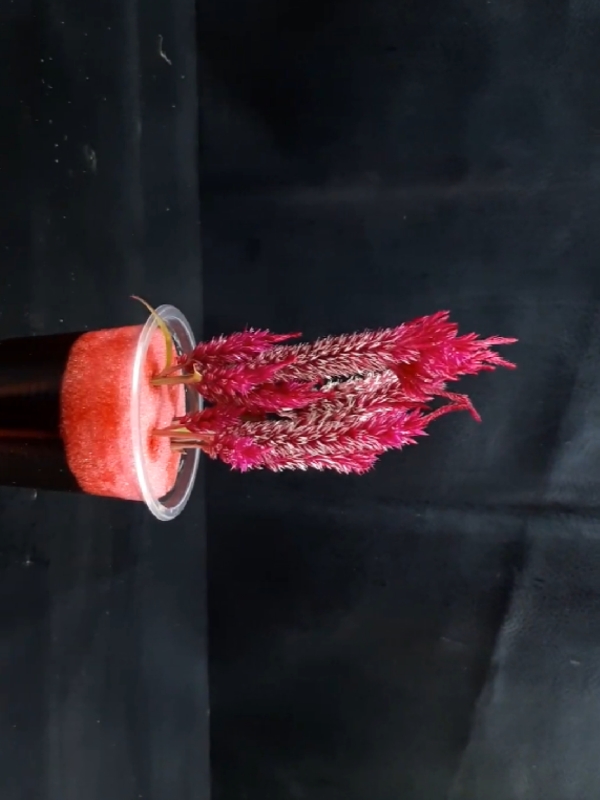 How to grow cockscomb plant at home from flower #plants #flower 