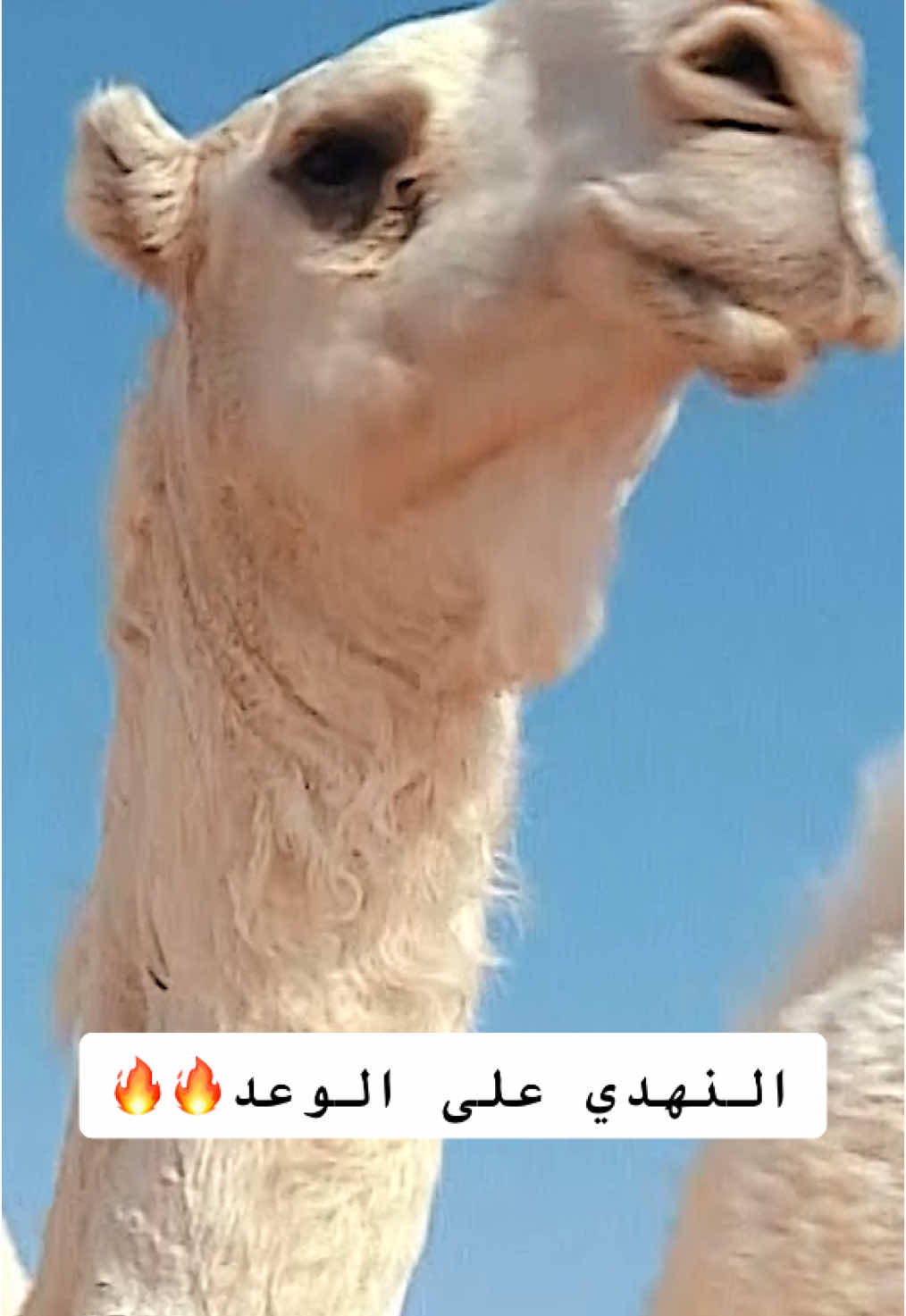 #النايلات قول وفعل😎🐪 #منقية_النائلات #النهدي #مهرجان_الملك_عبدالعزيز_للابل9 