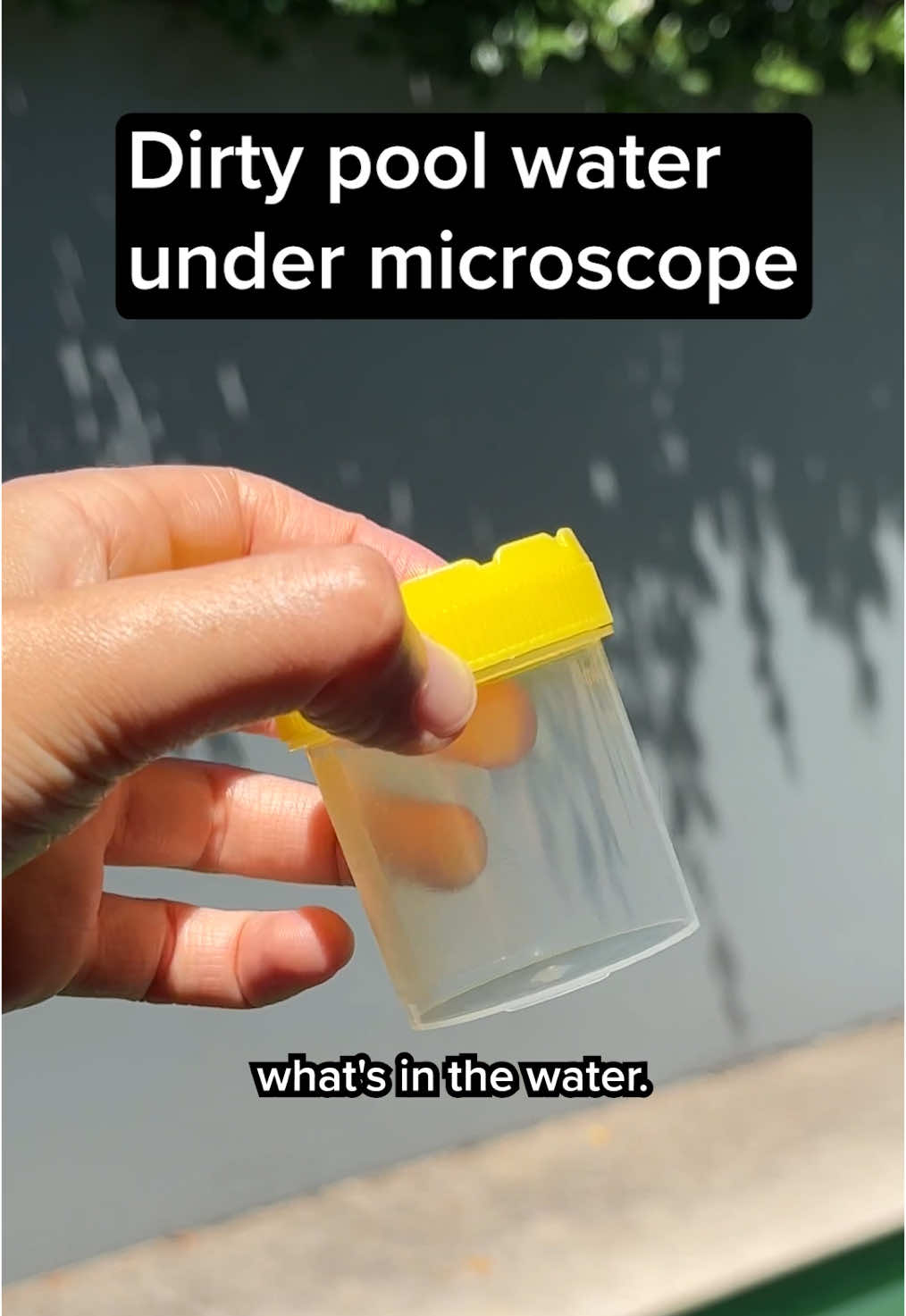 I'm a bit behind on the pool cleaning... Let's see what's in the water under the microscope! #sciencefacts #microscope #biology Refs: Kreutz, 2024, 'Real Micro Life' Grosse, 2024, 'Josh's Micro Life' 