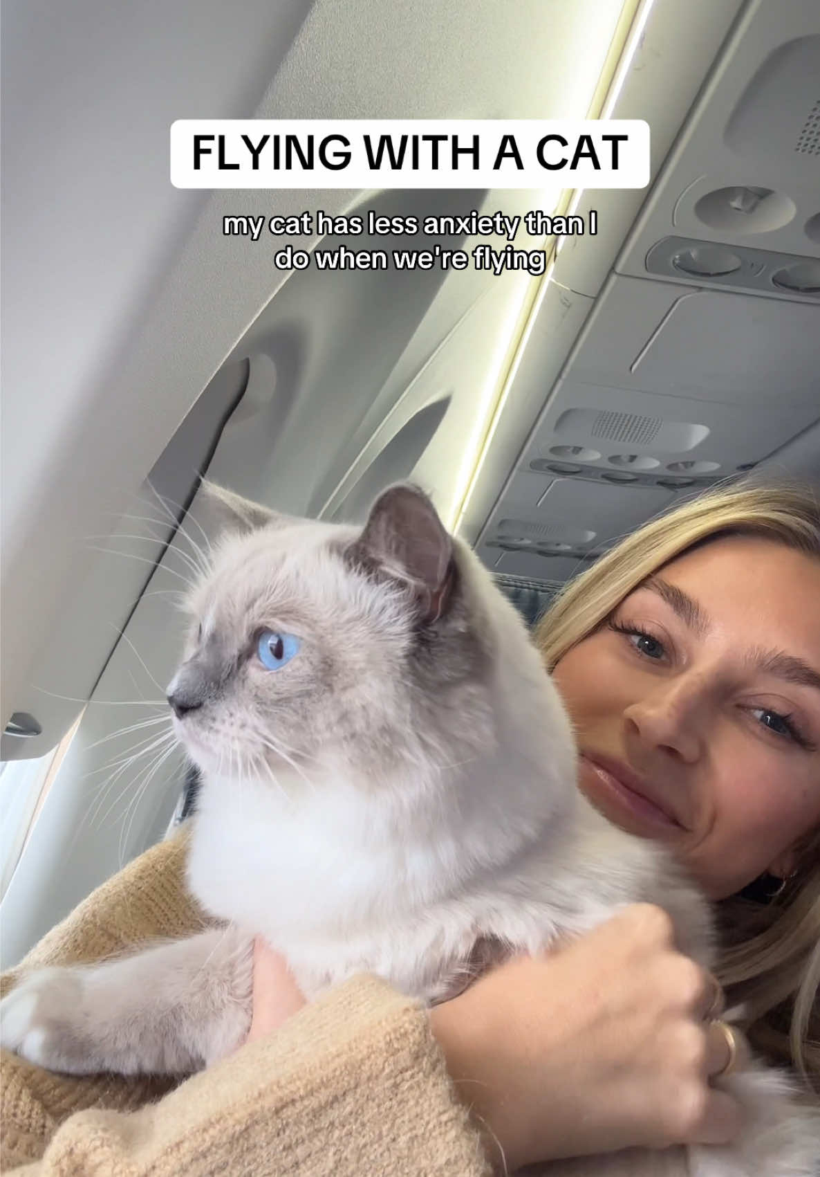 passenger princess 🐱 #flyingwithacat #travelwithacat #catonaplane #catsoftiktok 