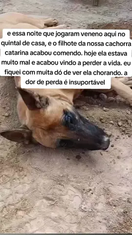 ESTOU CHORANDO 😭 #foryou #foryoupagе #foryoupageofficiall #felinos #gatosdotiktok #gatosdetiktok #gatostiktok #gatos #gato #catsoftiktok #catslovers #catsvideo #cat #cats #pet #pets 