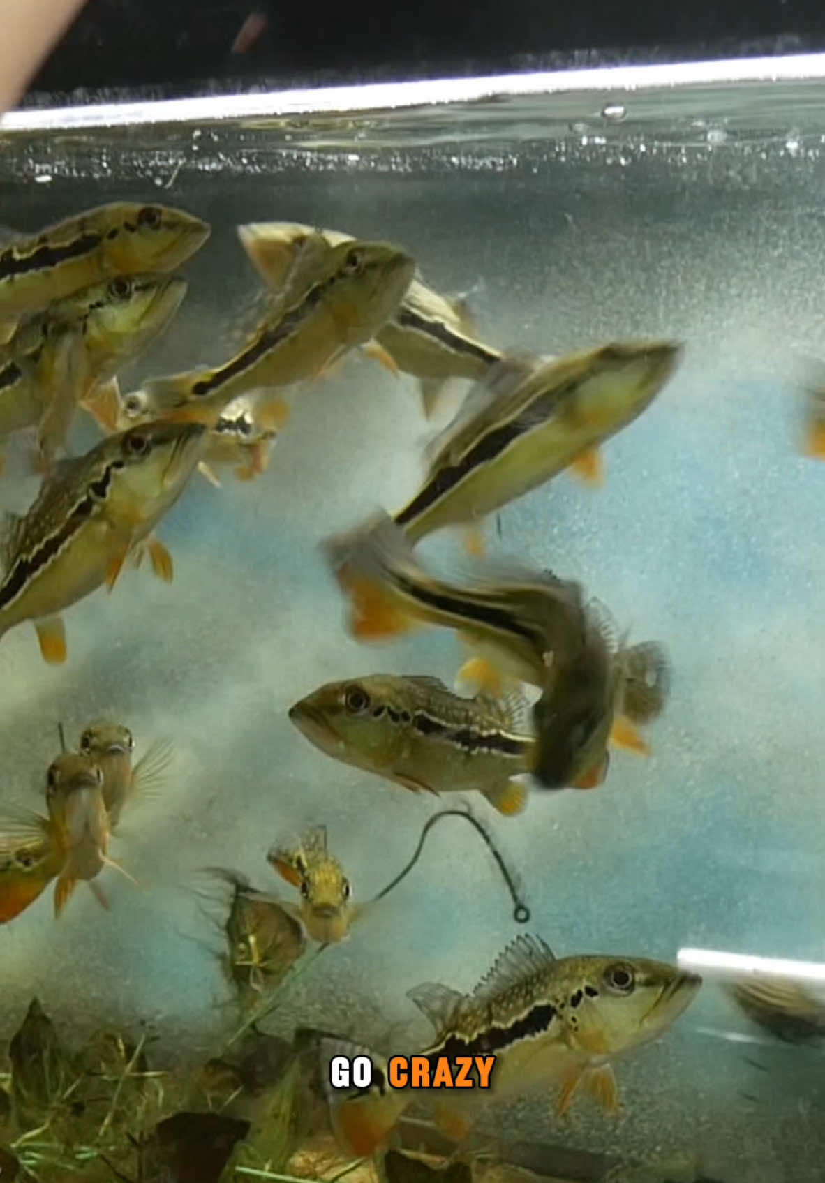 Feeding frenzy with fogo peacock bass! #aquariums #aquarium #fishtank #fishtanks #bass #peacockbass #feedingfrenzy 