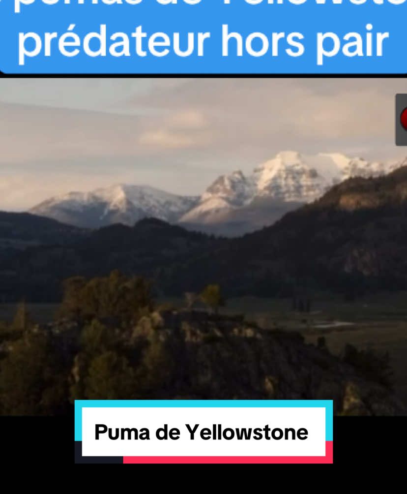 Les pumas de Yellowstone, prédateur hors pair ! #documentaire #felin #puma #yellowstone #documentaireanimalier #documentaireanimalierfr #fyp #animal #divertissement 