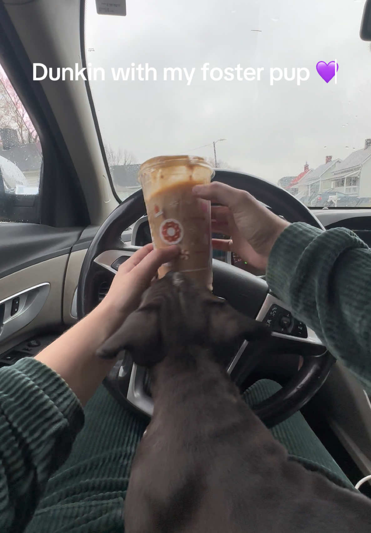 The employees loved Ms. Thing 💜 #Dunkin #puppies #coldbrew #coffeetiktok #dogs #dogsoftiktok 