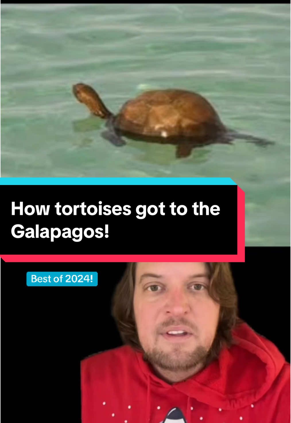 How tortoises got to the Galapagos! (Best of 2024) #learneclecticthings 