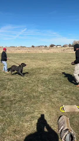 Melow is learning wach session and each day is progress thank you to our dog trainer @Mr. Grinch for working with us #canecorso #canecorsoforlife #fyp #doglover #PetsOfTikTok #bigdogsoftiktok #canecorsooftiktok #cane #canecorsoitaliano #dogsoftiktok #workingdog #biteworktraining #bitework #bigdog #DogTraining #workingcanecorso 