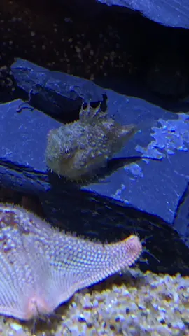 Little lumps just doing their best #lumpsuckers #fish #aquarium #aquariumofthepacific #cute #awkward 