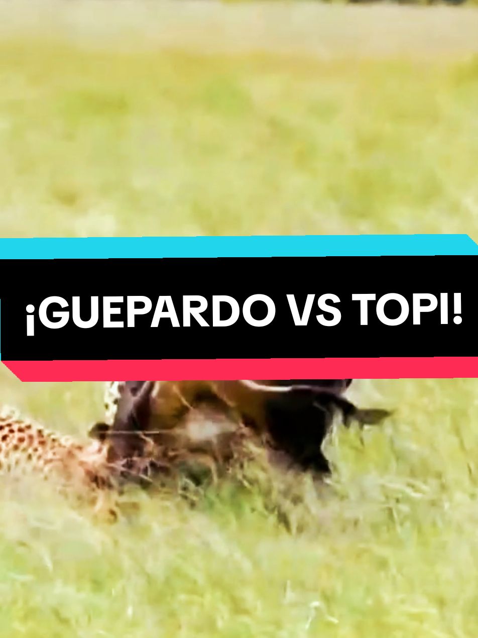 ¡Guepardo vs Topi! #guepardo #vs #topi #animalessalvajes 