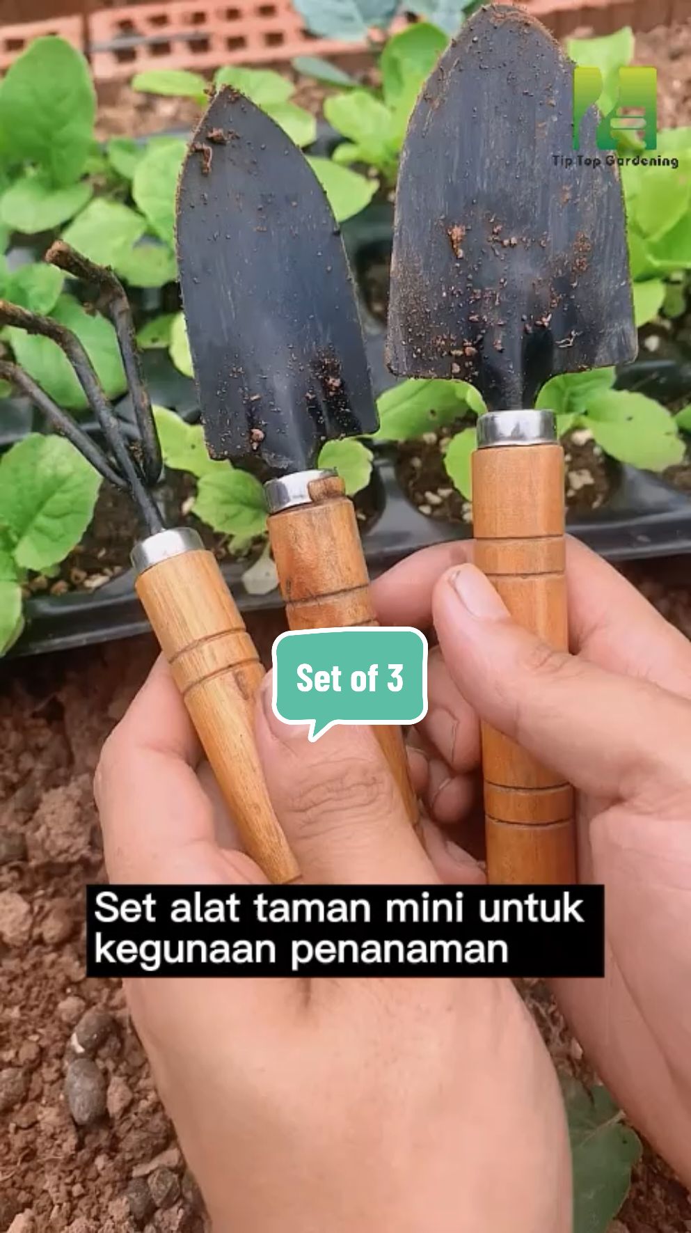 Tips alat penanaman menggali, melonggarkan, merumput ! Set Of 3 Mini Garden Plant Tools !   #tiptopgardening #berkebun #tumbuhan #pokok #bonsai #bunga #taman #flower 