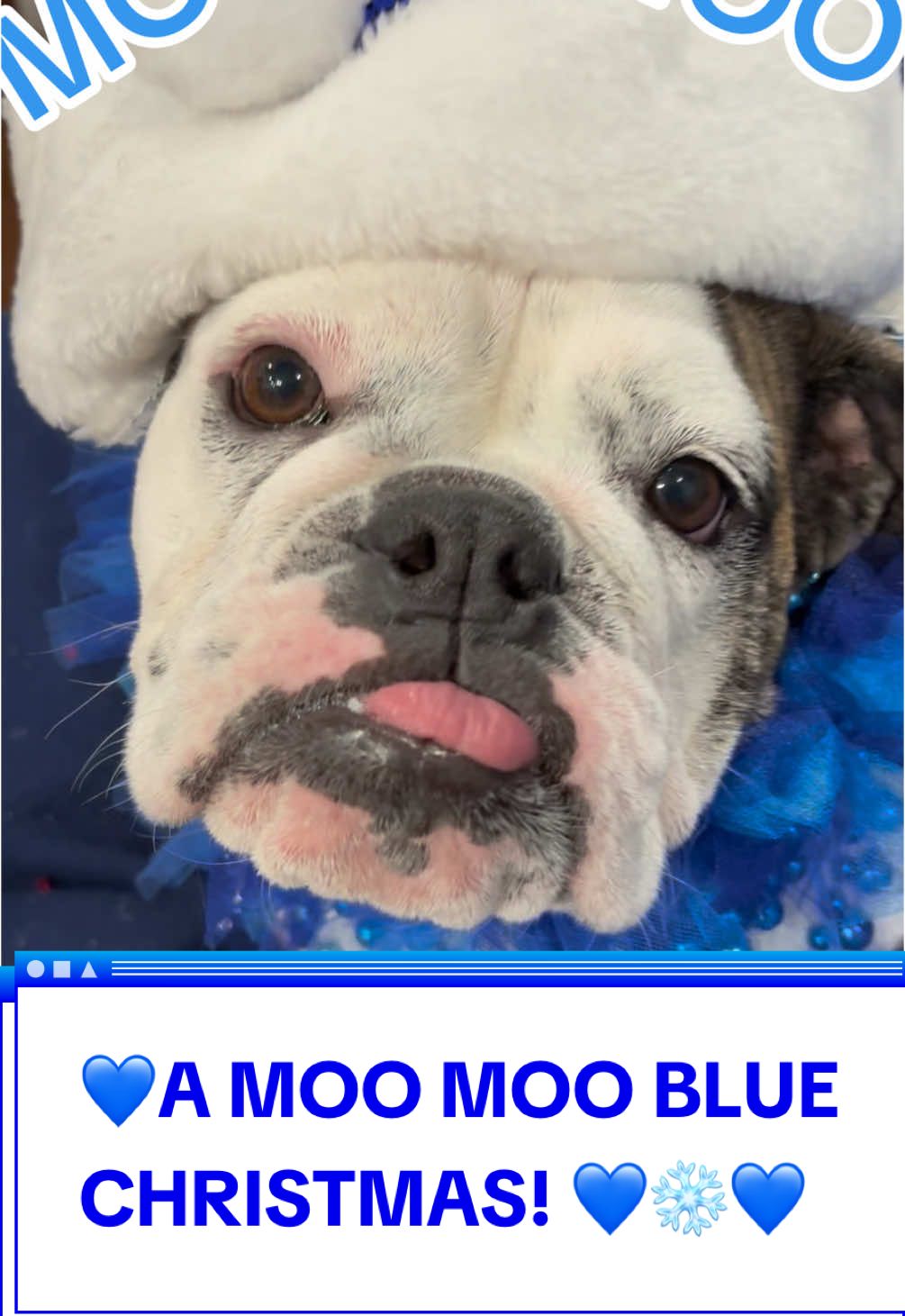 A Moo Moo Blue Christmas! #amerrymoomoochristmas #bluechristmas #blue #merrychristmas #dogsoftiktok #bulldogsoftiktok 