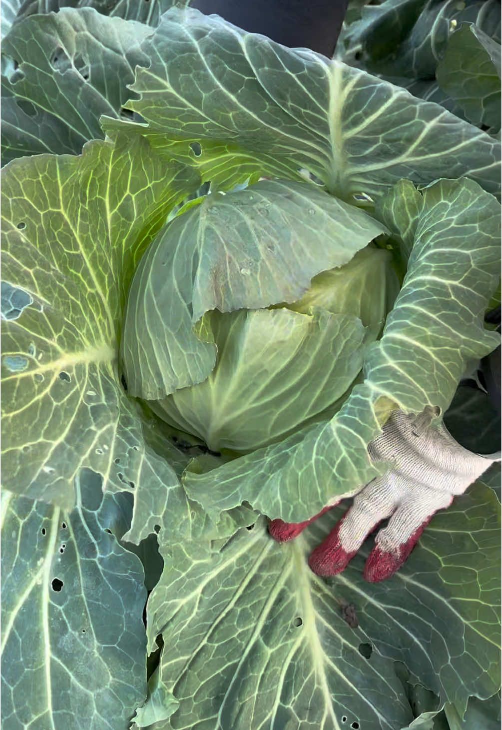 Harvesting cabbage#korea 