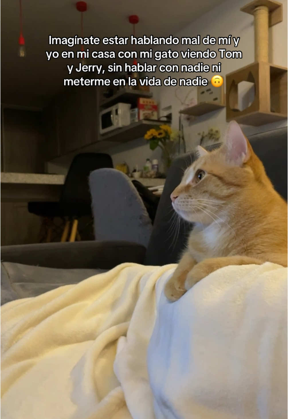 A esto le llamo paz 🐱💛 #imaginatehablarmaldemi #gatostiktok #fyp 