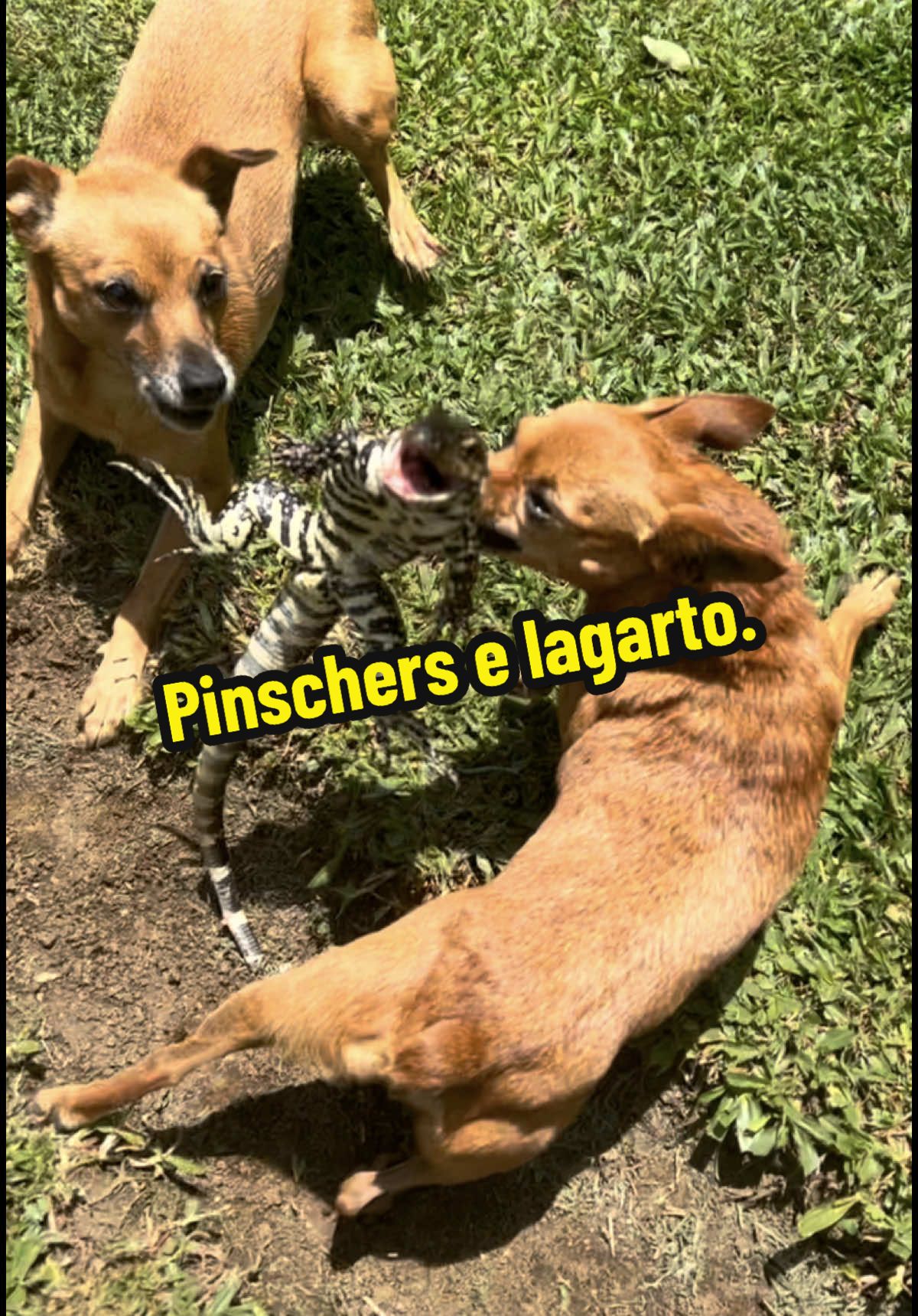 Pra que cachorro grande ou segurança quando se tem pinscher… (o lagarto foi salvo e devolvido a natureza)