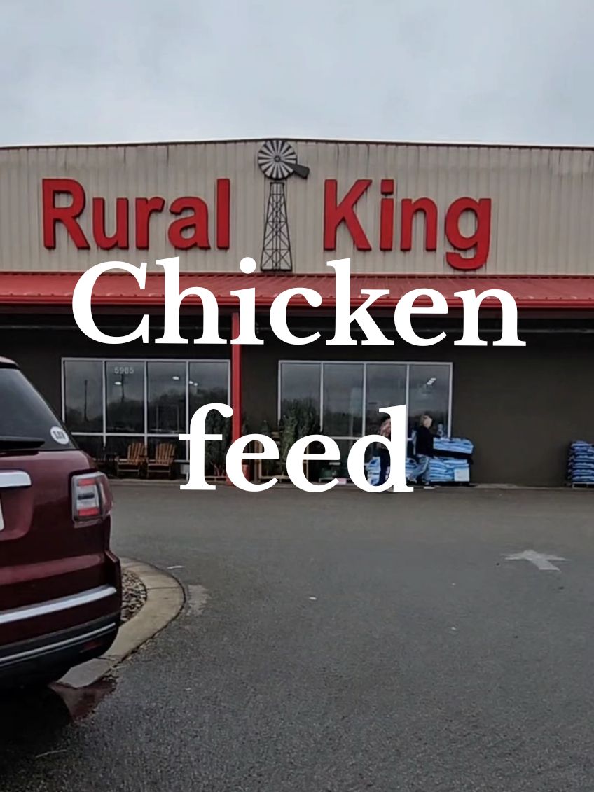 #ruralking #food #feed #chickens #homestead #hens #roosters #homesteading #eggs #creatorsearchinsights 