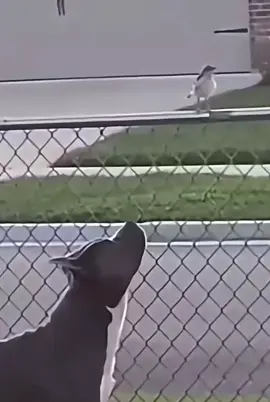 And that happened 😂😂#dogeatingbird #dog #bird #Dogeatingbirdonfence #b#bestfriendf#fypf#foryoupage #animals 