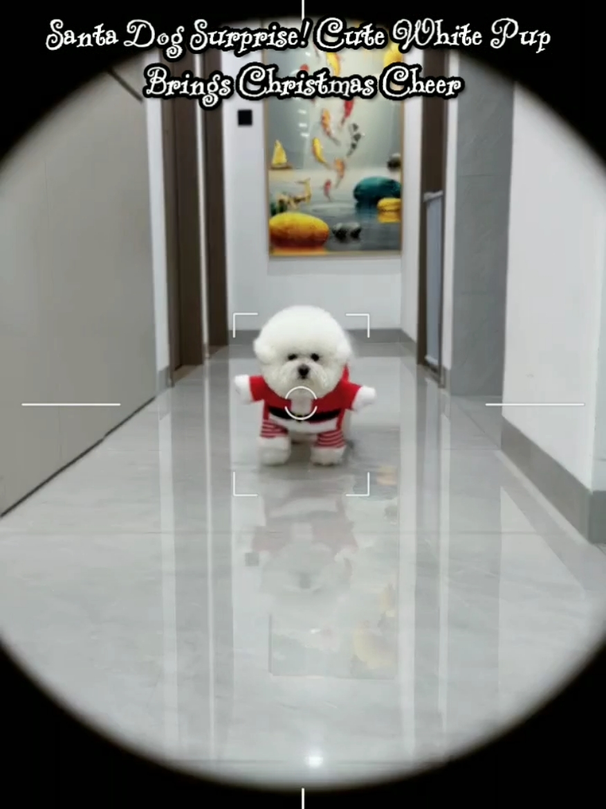 Get into the holiday spirit with this adorable white dog dressed as Santa Claus! Watch as this festive pup surprises us by arriving at our doorstep, spreading joy and cuteness everywhere. Don’t miss this heartwarming POV moment! #SantaDog #ChristmasVibes #CuteDogs #HolidayPOV #DogCostume #ChristmasJoy #FestivePets