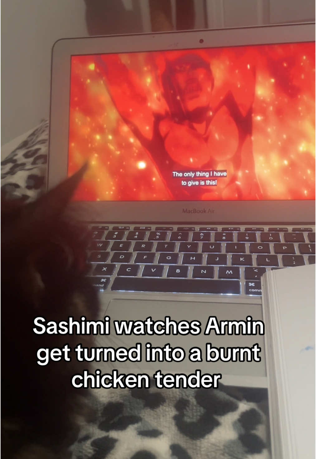 Guys i swear she knows whats going on and is very sad armin burned but dw she’ll be very happy to find out my king armin arlert survived #aot #arminarlert #AttackOnTitan #cat 