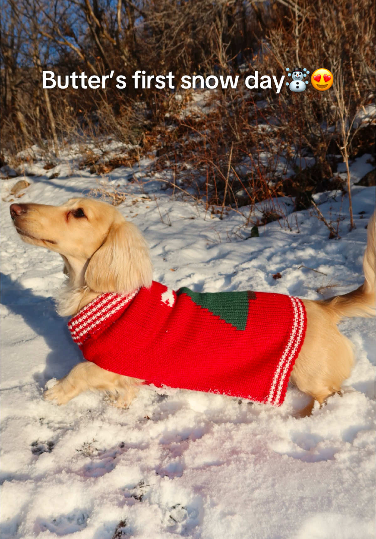 Butter’s first snow day in his festive Christmas sweater! ❄️🎄 The cutest little snow pup you’ll see today! #MiniDachshund #SnowDay #ChristmasVibes #dachshundsoftiktok #dachshund #mountaindog #holidaytiktok #dogtok #christmassweater #doglover 