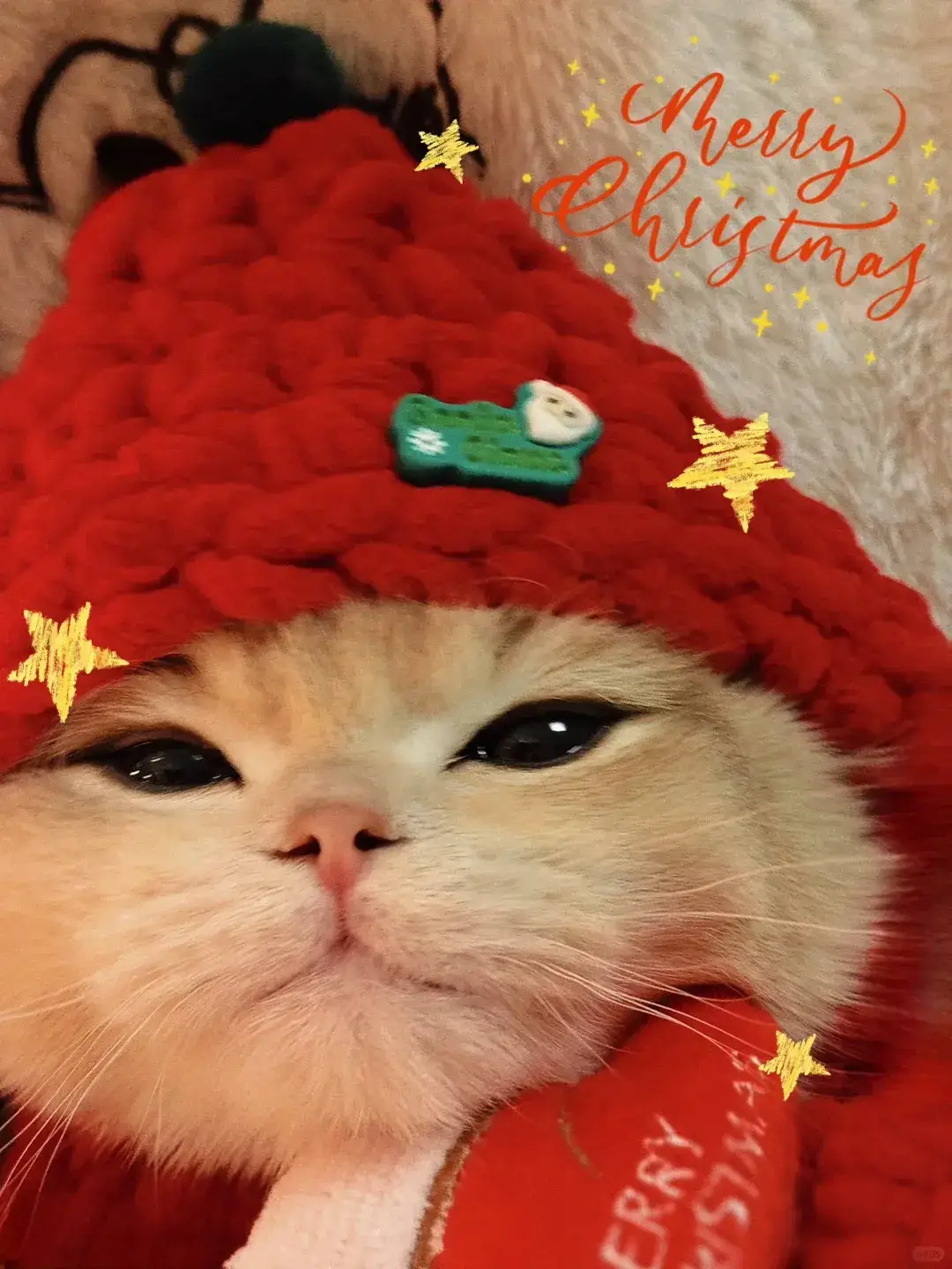 Ấm quá! #avatarcute #cute #noel #mèodễthương #mèo #cutechutthoi 