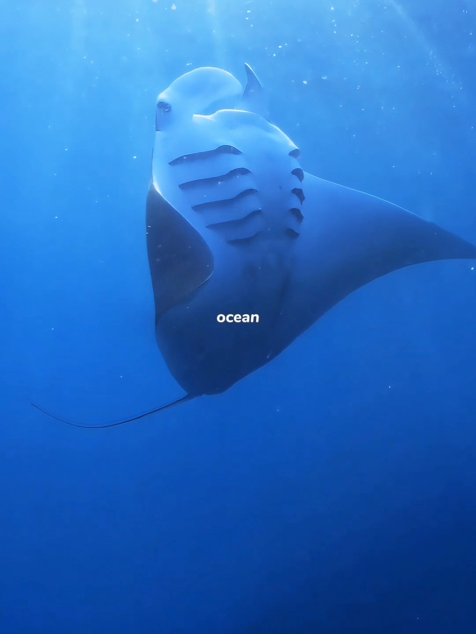 o que o oceano te faz pensar? #ocean #biologiamarinha #sea #marinebiology #animaisnotiktok