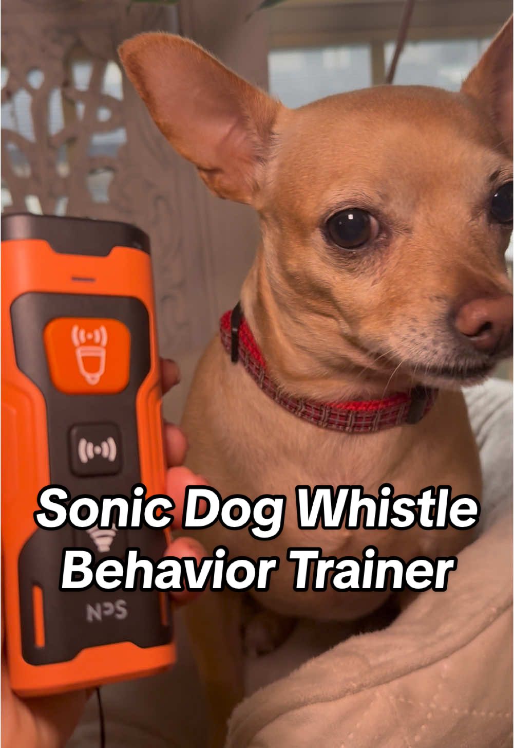 Its never too late to train your dog! #nps #behaviortrainer #npsdogtrainer #dog #dogs #dogsoftiktok #dogtok #chihuahua #chihuahuastiktok #pet #petlover #holidayhaul 