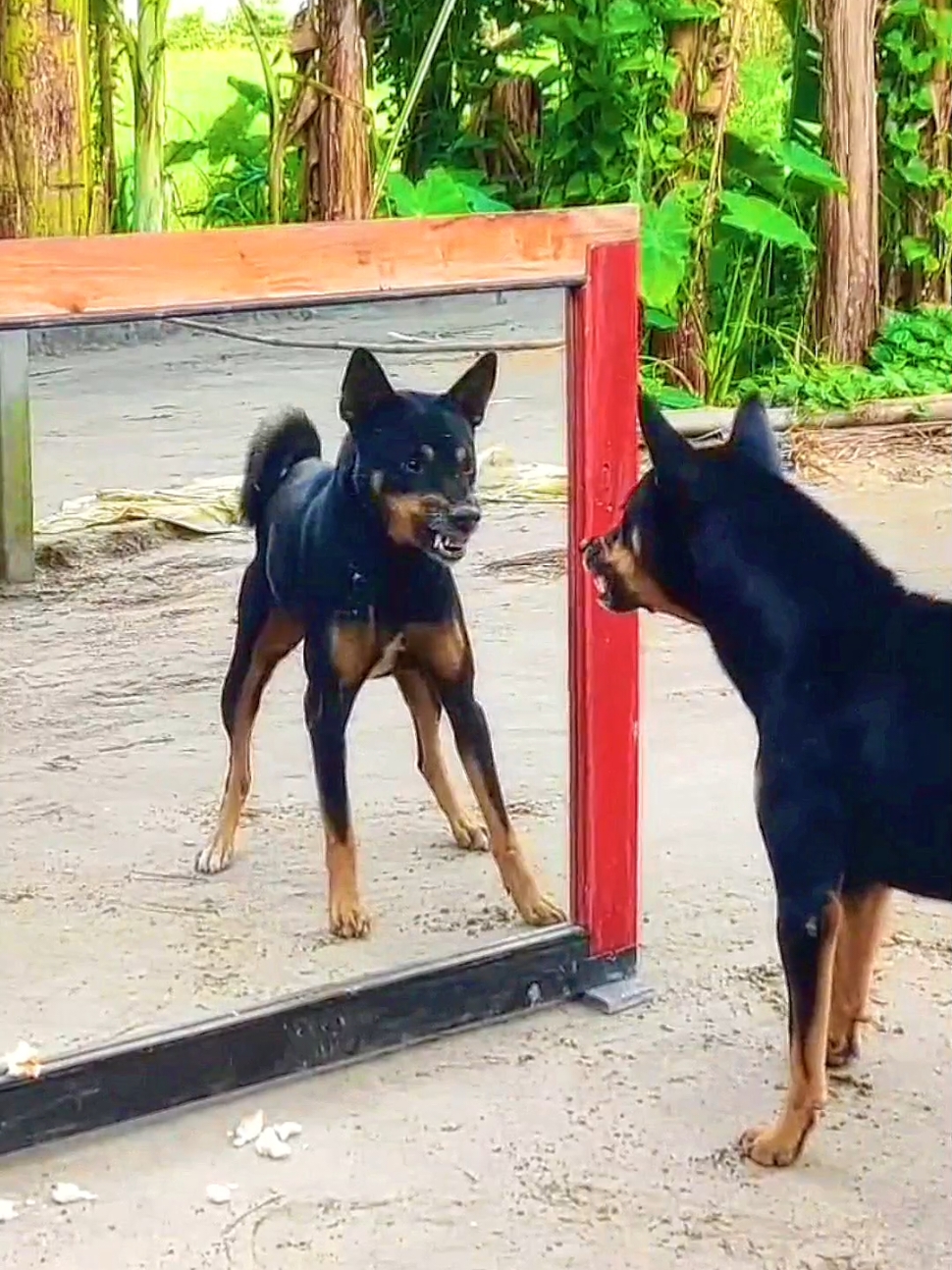 Funny prank dog mirror 😂 #funny #dog #funnydog #dogsoftiktok #fyp #viral #foryou #foryoupage #creatorsearchinsights 